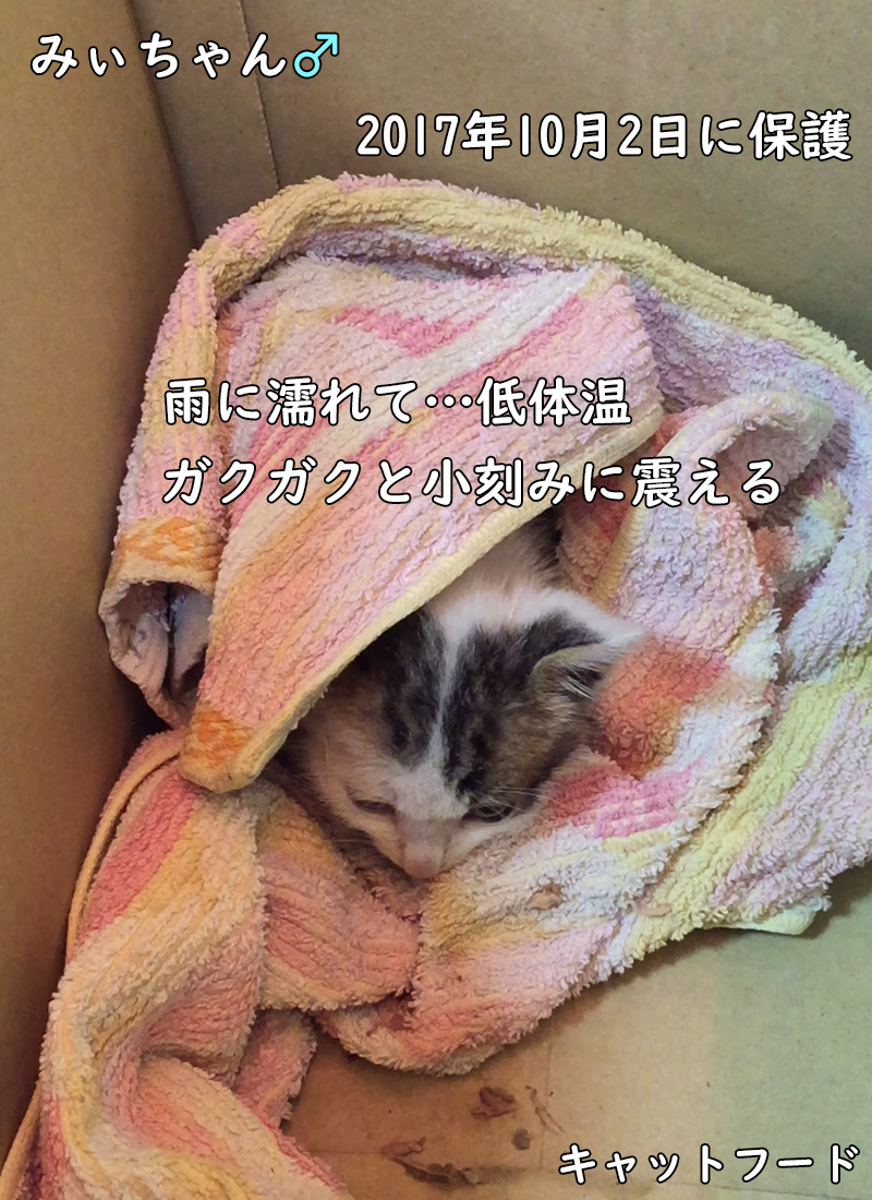 低体温で震える猫。癒し猫のみぃちゃんを保護しました。2017年10月2日