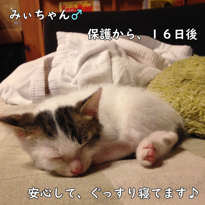 ぐっすり寝る猫。癒し猫のみぃちゃん保護から16日後。