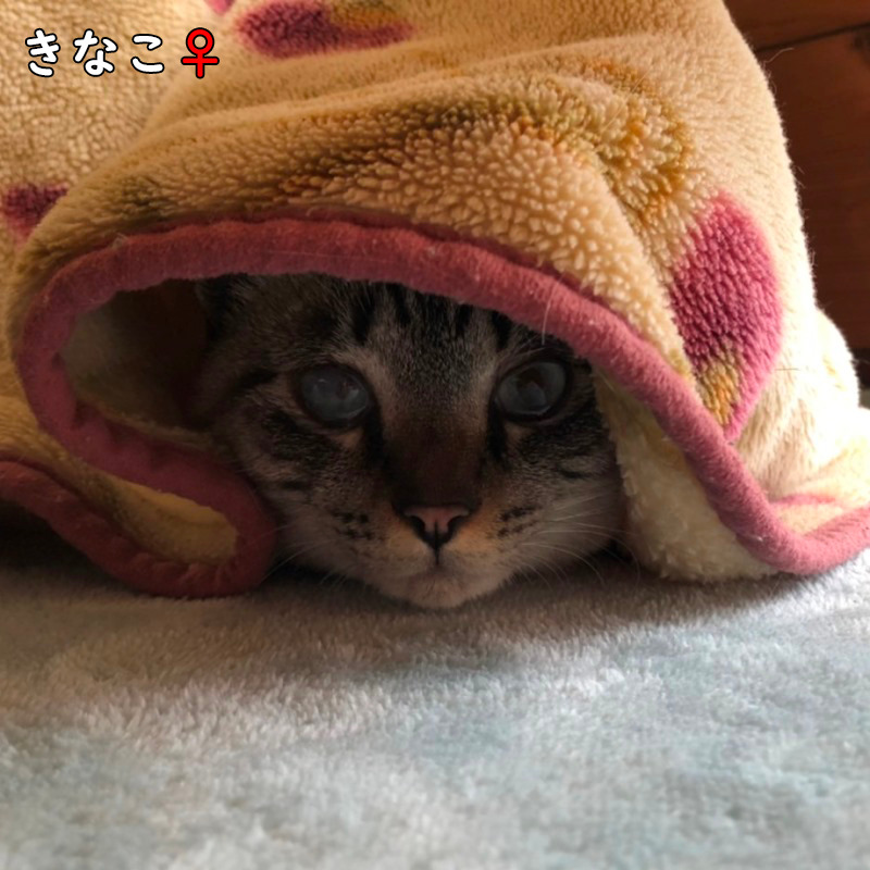 きなこ猫と毛布