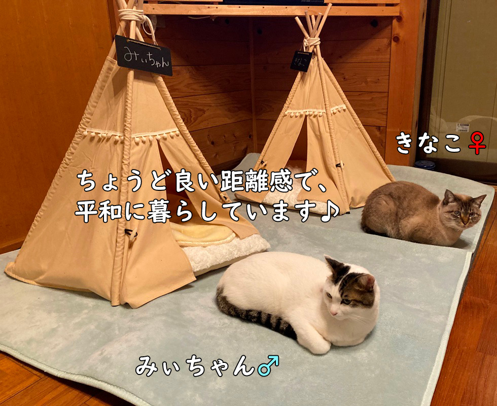 みぃちゃん・きなこ猫＿平和に暮らす。猫テント