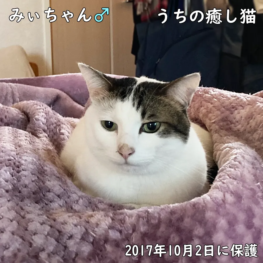 うちの癒し猫＿みいちゃん＿2017年10月2日に保護