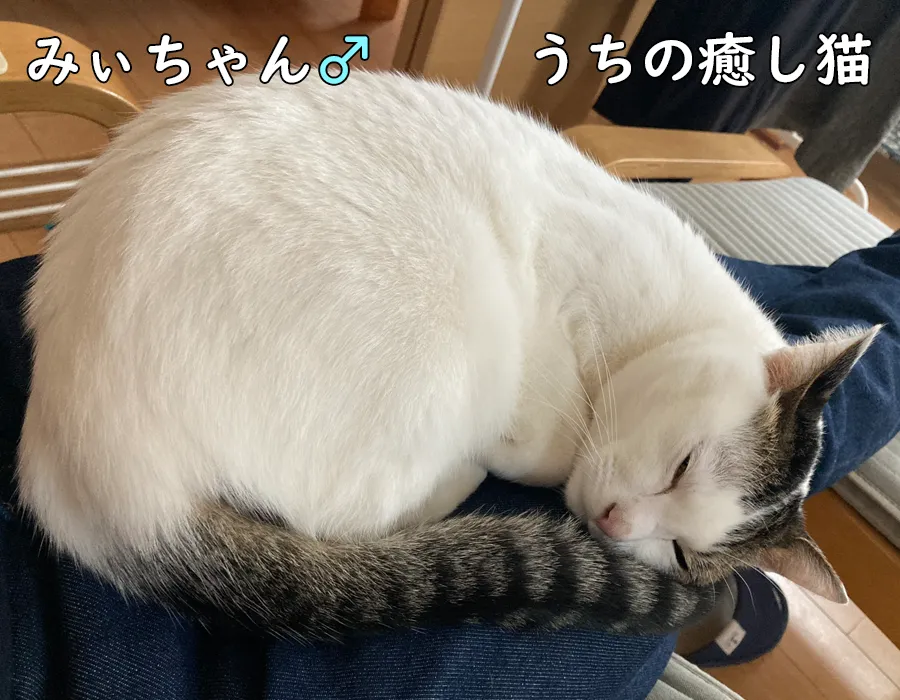 うちの癒し猫＿みいちゃん＿うずくまる