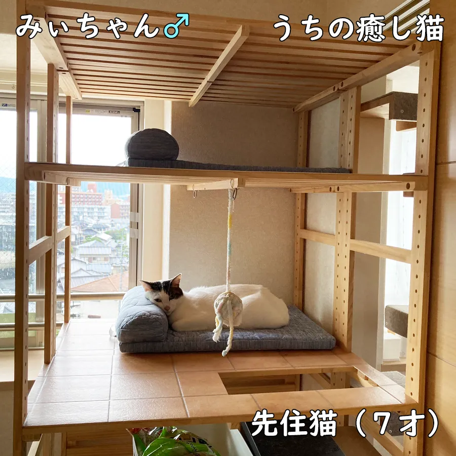 うちの癒し猫＿みいちゃん＿先住猫7才