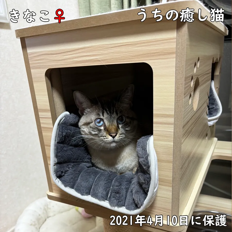 うちの癒し猫＿きなこ＿2021年4月10日に保護