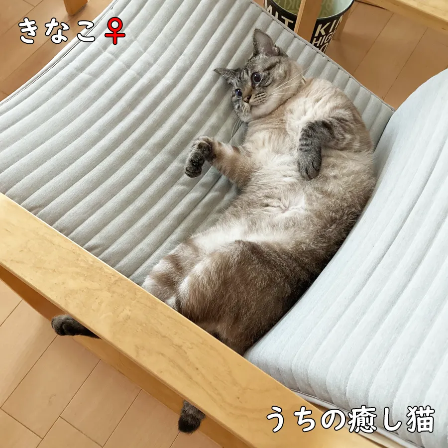 うちの癒し猫＿きなこ