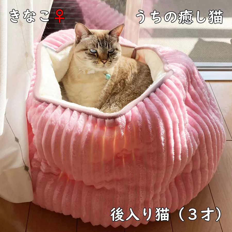 うちの癒し猫＿きなこ＿後入り猫３才