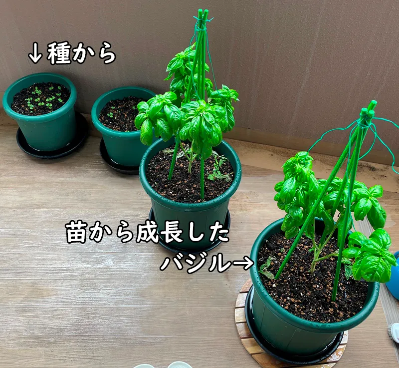 2026年夏、マンションのバルコニーで種から育てたバジルの小さな芽