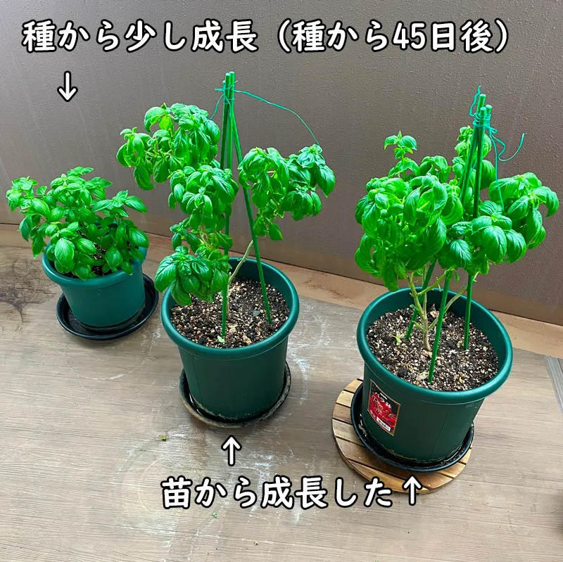 大きく育ったバジル2鉢と、種から育てたバジルが成長した様子(2026年夏)