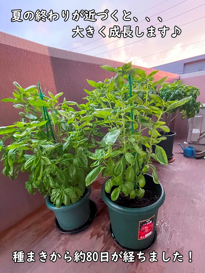 マンションのバルコニーで大きく茂ったバジル(家庭菜園の成長記録)