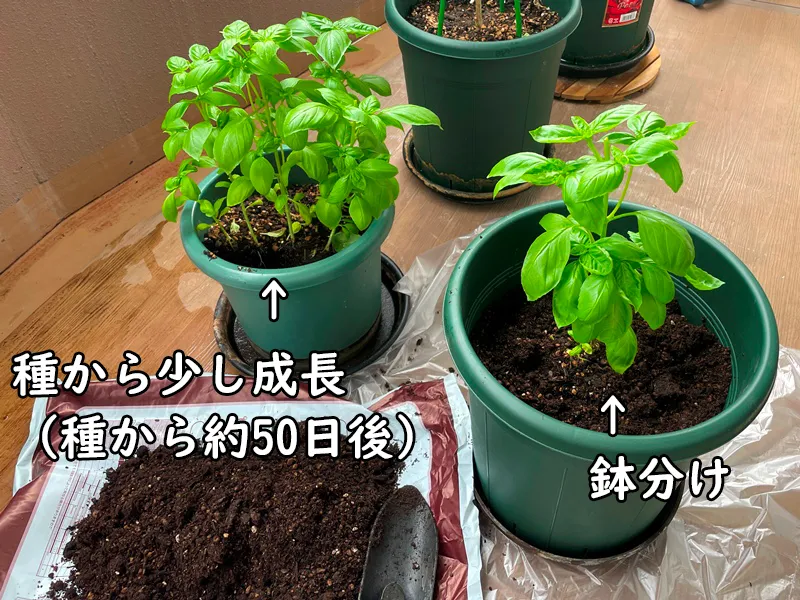 根がしっかり育ったバジルを2つの鉢に分けて植え替える作業の様子