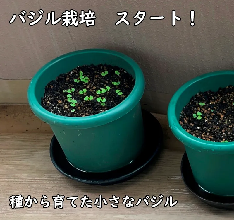 2026年夏、マンションのバルコニーで種から育てたバジルの小さな芽