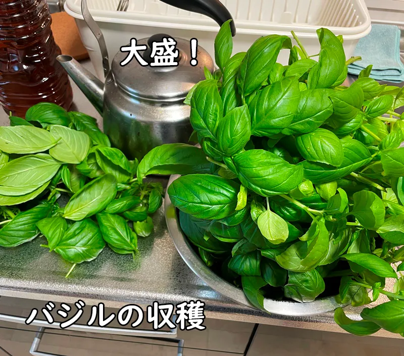 ステンレスボウルいっぱいに収穫した新鮮なバジルの葉(ジェノベーゼ用)